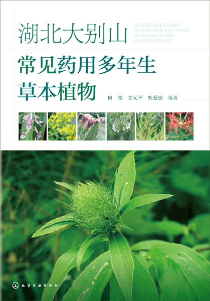 湖北大别山常见药用多年生草本植物