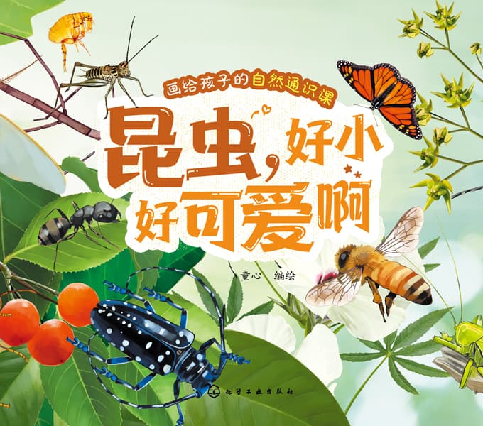 昆虫，好小好可爱啊