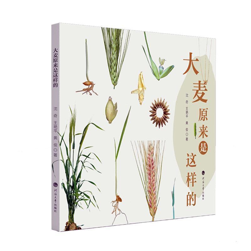大麦原来是这样的